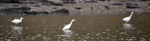 Tree Little Egrets playing in the mud