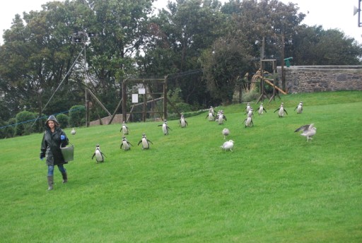 Wet day in the zoo