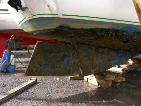 Antifouling 1 year after