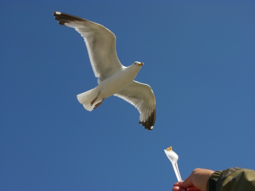 Bird feeding