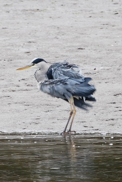 Ruffled feathers